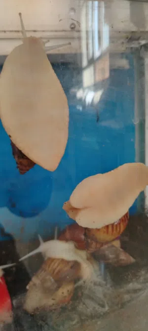 حلزون أفريقي عملاق