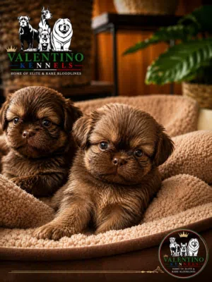 للبيع – ذكر وأنثى بكنواه Pekingese