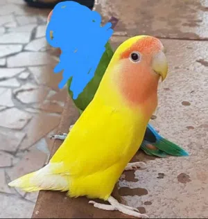 انتى روز رد فيس اقر الوصف
