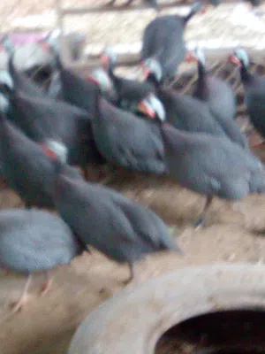 دجاج مرقط للبيع وزن الواحدة3كيلو صحة جيدة  يوجد توصيل.