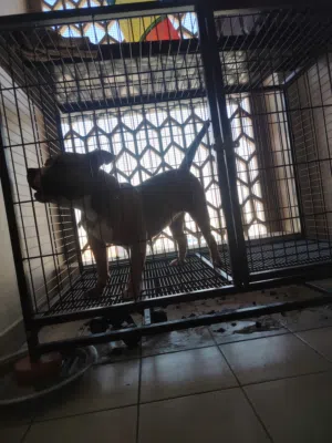 American bully