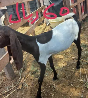 للبيع الاغنام باكستانيات