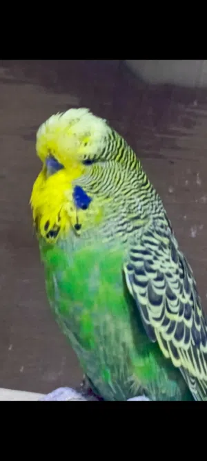 تك فحل نكليزي شوف الوصف