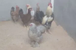 4دجاجات وفرواج عربيات ايدحو 2دجاجات وفرواج استرالي ايدحو طرابلس