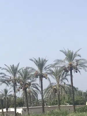 متوفر نفيعه قيض بسر