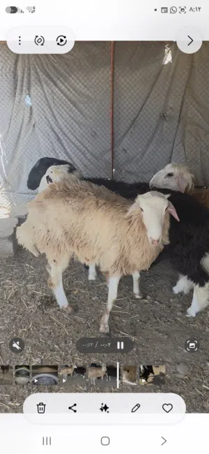 بسم الله الرحمن الرحيم