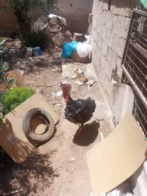 حبش عمر سنه