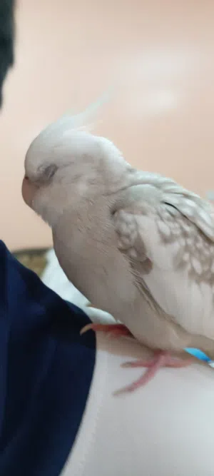 طير كوكتيل للبيع