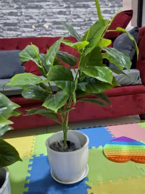 شجرة مع صحن