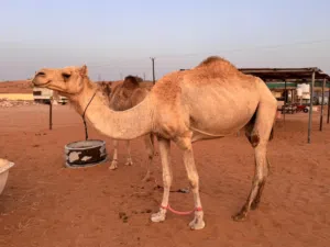 3 نوقة بكه و قعود