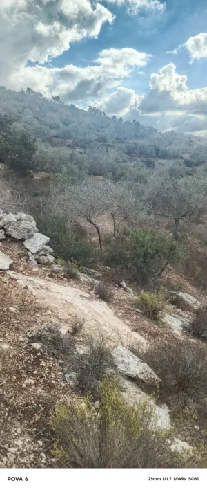 محمود محمد عبد اللطيف براهمة 