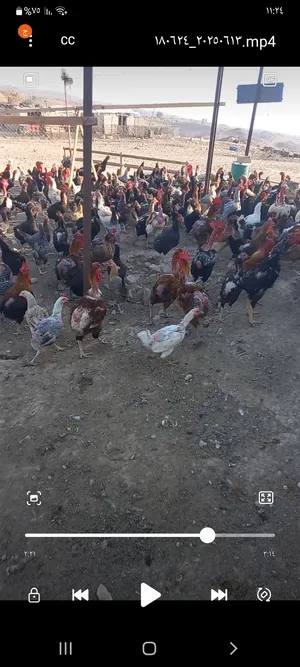 Chickens2
