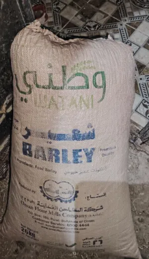 زعتر جبلي إنتاج 2026