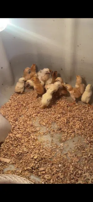 صيصان باكستاني