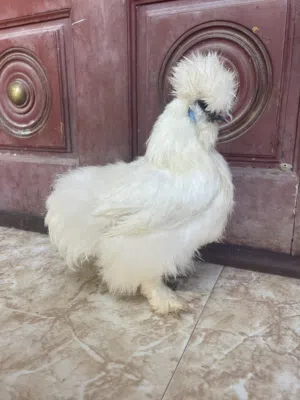 دجاجه القطني سلكي