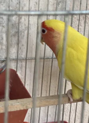 مطلوب جوز روز و5 حواز حب