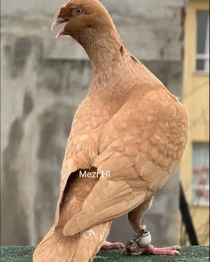 علي الصبح 