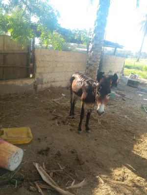 حمار للبيع