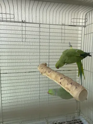 El durrah parrot 1.7 years old hindi