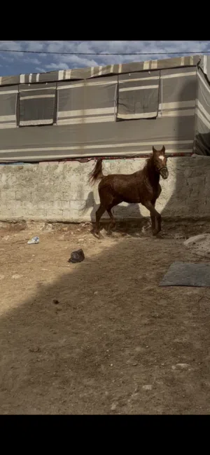 خيول للبيع
