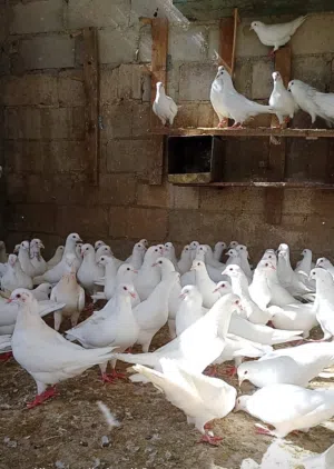 حمام فرنسي اصلي السلاله اكبر حجم منتج الجوز