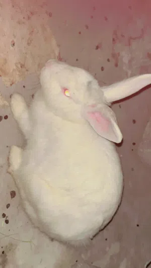 baby rabbits