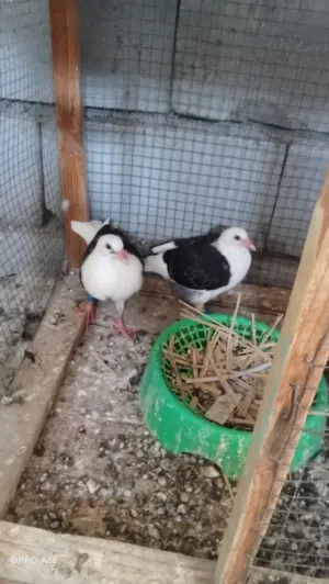 متاح زوج افراخ هنه والامهات سعر 75