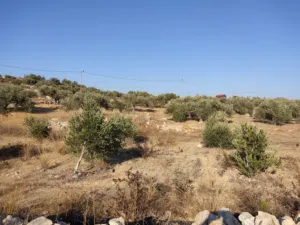 زراعية . 1083 م٢ . المالك2