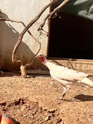 ذكر حبش وأربع إناثي