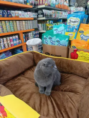 قطة انثى سكوتش فولد عمر 4 شهور مع بكج كامل اقرأ المزيد داخل الإعلان