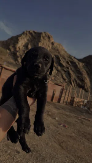 جراء الابرادور بيوررر من فصيله معروفه الام ولاب
