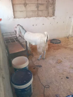 سخله عمر 9شهور