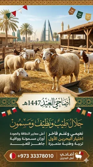 اضاحي للعيد