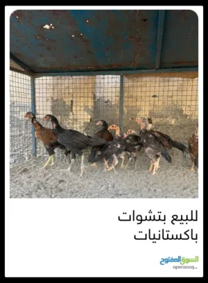 اسم 