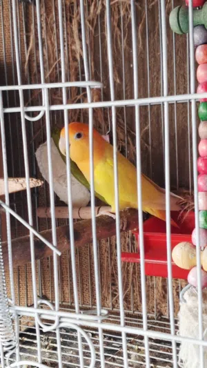 عصافير روز اوبلاين اورنج