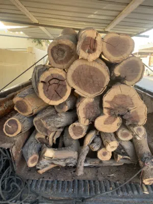 حطب سمر كبار وصغار