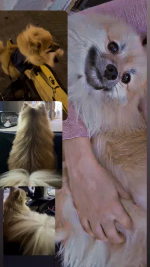 كلب للبيع لعوب وجميل