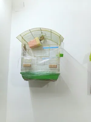 جوز فنجز مع أول بيضه للبيع الأنثى بلاك مع قفص كبير