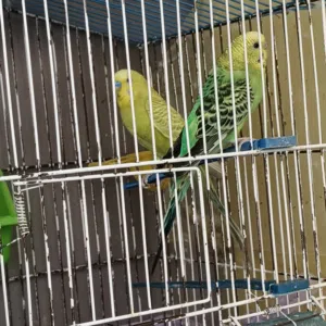 جوز طيور حب واقفاص عدد 2 للبيع