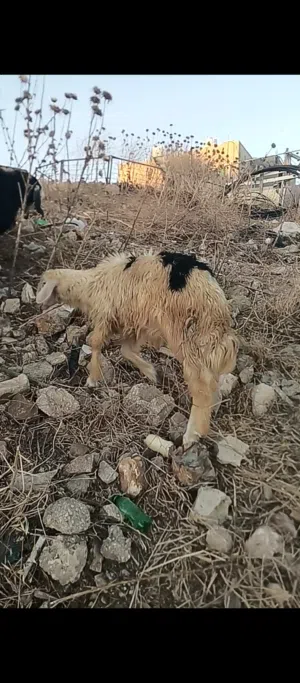 خروف نجدي نخب