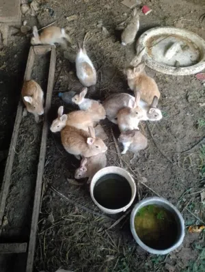 omani rabbits