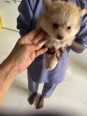 Teacup Pomeranian and Pomsky puppies male and female available