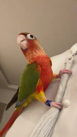 كنيور دبل رد فاكتور العمر اربع اشهر تقريبا ياكل روحه واليف جدا ولعوب ومايعض وجناحه مب مقصوص