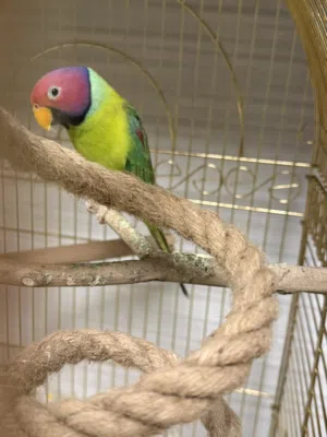 Plum head parakeet