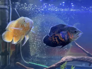 Oscar’s ( 2 ) + Pleco + tank