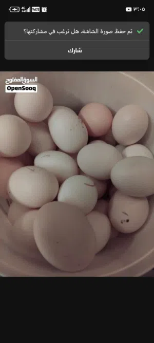 بيض مكبوس دجاج بلدي