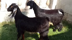 Goats2