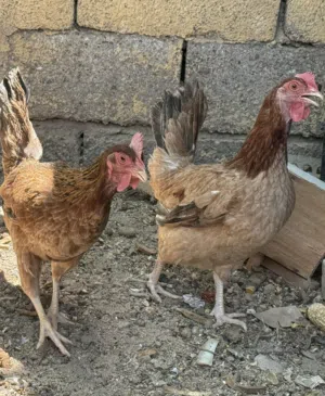 دجاج عرب شمسي