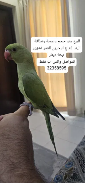 درة مطوقة اليف للبيع 45 دينار
