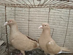 حمام زاجل اصفر امايات